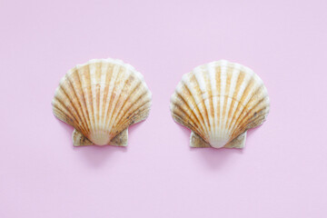 two shells on pink background