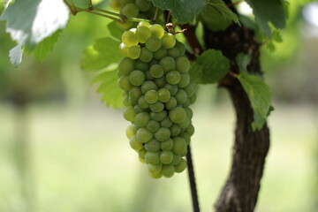 Weiße Trauben in einem Weinberg im Süden Wiens.
Trauben können frisch als Tafeltrauben gegessen oder zur Herstellung von Wein, Marmelade, Traubensaft, Gelee, Traubenkernextrakt, Rosinen, Essig uä