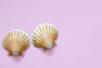 two shells on pink background