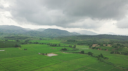Fototapeta na wymiar Top view of rice field land scape photo by drone