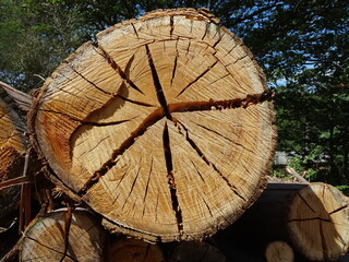 Naklejka premium biomass