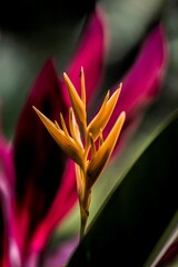 Obraz premium close up of flower