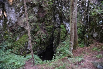HDR photography of wild forest