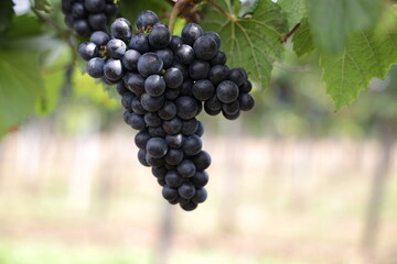 Rote Weintrauben in einem Weinberg im Süden Wiens.
Trauben können frisch als Tafeltrauben gegessen oder zur Herstellung von Wein, Marmelade, Traubensaft, Gelee, Traubenkernextrakt, Rosinen und Essig.