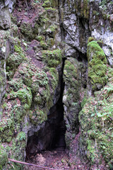 HDR photography of wild forest