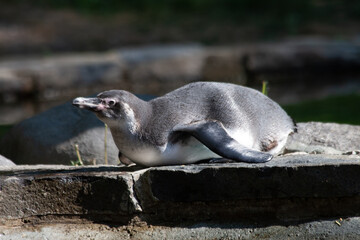 
wild penguin on the rocks in nature outdoors