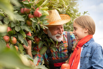 Little girl is giving apple to her grandfather
