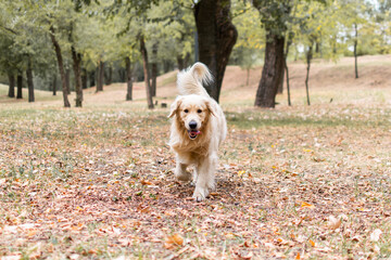 golden retriever in the park