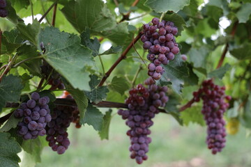 Rote Weintrauben in einem Weinberg im Süden Wiens.
Trauben können frisch als Tafeltrauben...