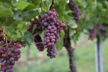 Rote Weintrauben in einem Weinberg im Süden Wiens.
Trauben können frisch als Tafeltrauben gegessen oder zur Herstellung von Wein, Marmelade, Traubensaft, Gelee, Traubenkernextrakt, Rosinen und Essig.