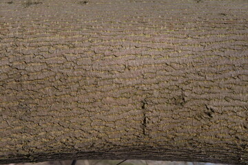 Verschiedene Baumrinden mit unterschiedlichen Struktur und Farben. 