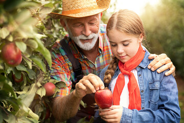 Portrait of girl with grandfather harvesting red apples