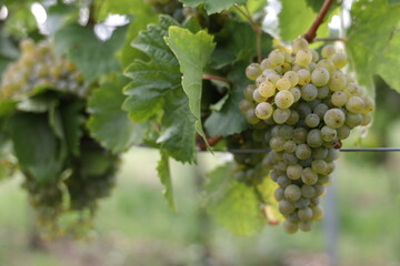 Weiße Trauben in einem Weinberg im Süden Wiens.
Trauben können frisch als Tafeltrauben gegessen oder zur Herstellung von Wein, Marmelade, Traubensaft, Gelee, Traubenkernextrakt, Rosinen, Essig uä