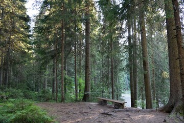 HDR photography of wild forest