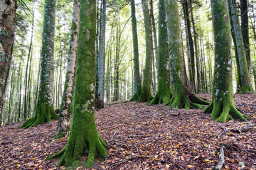 reserva integral de Lizardoia, selva de Irati,comunidad foral de Navarra, Spain