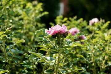 Gently pink flower on a green bush.