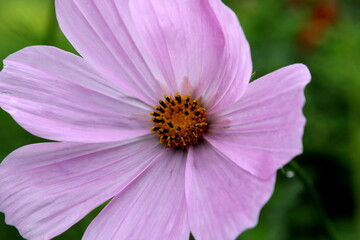 Fototapeta premium Beautiful Cosmos flower (Cosmos Bipinnatus) with blurred background