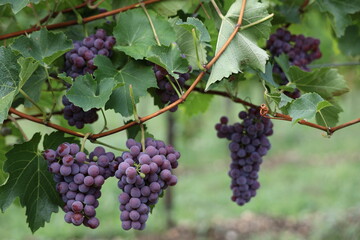 Rote Weintrauben in einem Weinberg im Süden Wiens.
Trauben können frisch als Tafeltrauben gegessen oder zur Herstellung von Wein, Marmelade, Traubensaft, Gelee, Traubenkernextrakt, Rosinen und Essig.