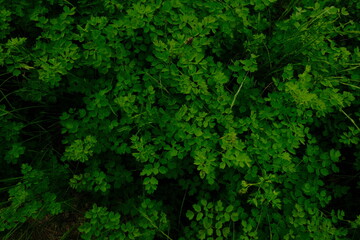 Green plants. Texture for the background. Close-up of green plants.