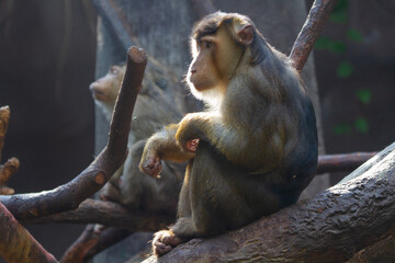 
wild macaque in the wild in the park