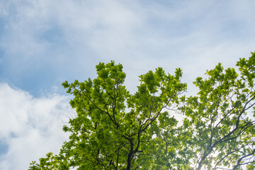 Green branch against the sky. Desktop background.