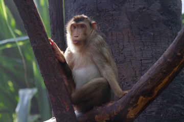 
wild macaque in the wild in the park