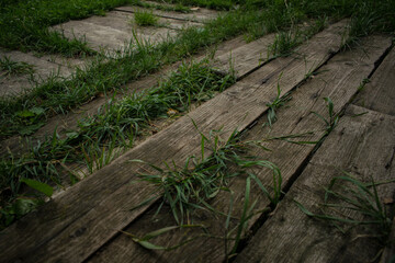 the grass under the old boards
