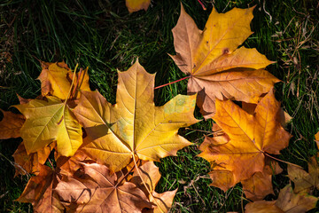 Nice yellow orange red leaves  nature background abstract macro close up autumn