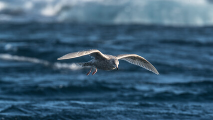 seagull in flight