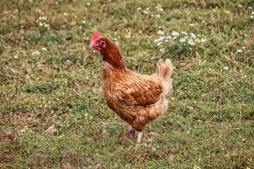 Naklejka na ściany i meble Chicken walking in a field