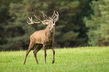Naklejka na ściany i meble Magnificent red deer, cervus elaphus, stag roaring on meadow in autumn. Majestic animal wiht antlers walking with open mouth on grassland. Territorial mammal walking on field.