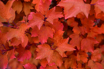 Naklejka na ściany i meble Amazing colorful background of orange autumn leaves background close up.