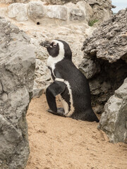 Obraz premium Specimen of Magellanic penguin that lives in the zoo of the Palacio de la Magdalena, Santander.
