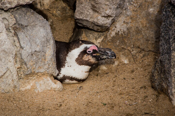 Specimen of Magellanic penguin that lives in the zoo of the Palacio de la Magdalena, Santander.