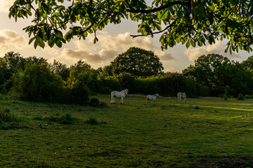 Horses resting on a meadow in the dying rays of a summer's evening