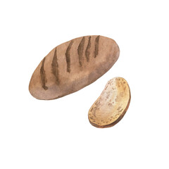 Loaf of bread and bread piece. Hand drawn watercolor illustration.