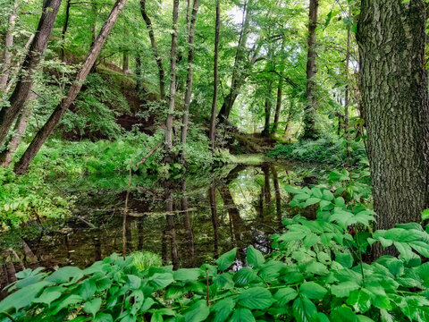 Forest pond near Padborg Gendarmstien, Denmark