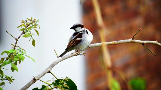 indian sparrow bird perching on a branch in green nature background