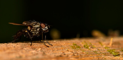 fly closeup