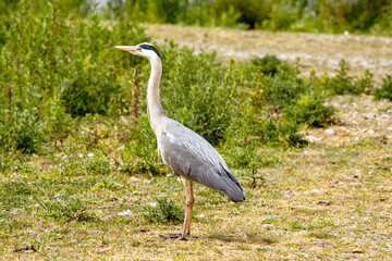 Side view of a grey heron (Ardea cinerea) standing on land