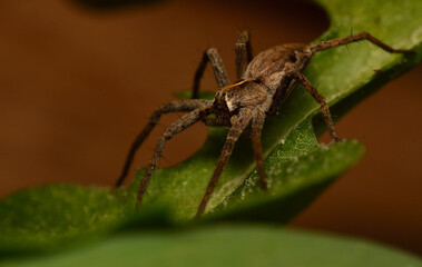 spider on a leaf