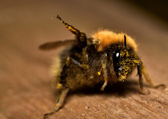 bee on wooden background
