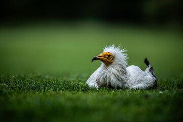 little bird on the grass