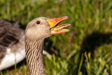 Close up of  a very alert Greylag goose at sunset