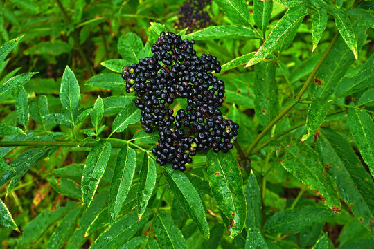 Zwerg-Holunder, Attich, Sambucus ebulus, danesblood