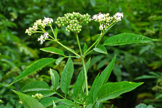 Attich, Zwerg-Holunder, Sambucus ebulus, dwarf elderberry,