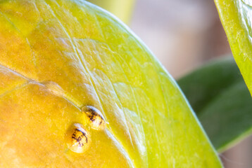Macrophotography of Diaspididae insects on leaf vessel. Armored scale insects at home plants....