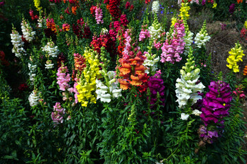 Löwenmäuler, Löwenmäulchen,  snapdragon, Antirrhinum
