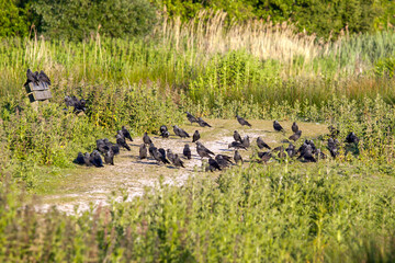  Group of Western Jackdaw, Corvus monedula, gathering  on a footpath