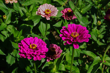 Zinnien, Zinnia, common zinnia, garden zinnia